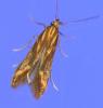Metzneria aprilella